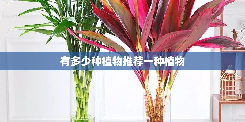 有多少种植物推荐一种植物