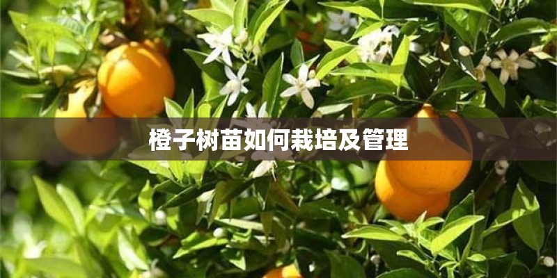 橙子树苗如何栽培及管理
