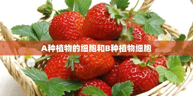 A种植物的细胞和B种植物细胞
