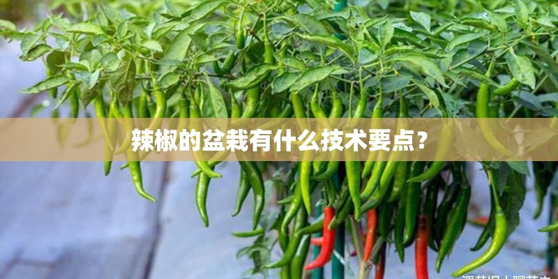 辣椒的盆栽有什么技术要点？