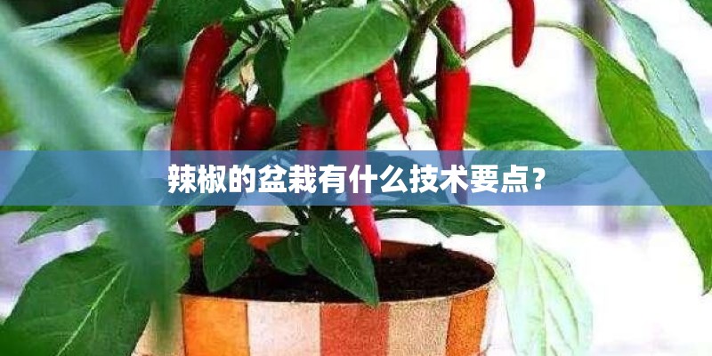 辣椒的盆栽有什么技术要点？