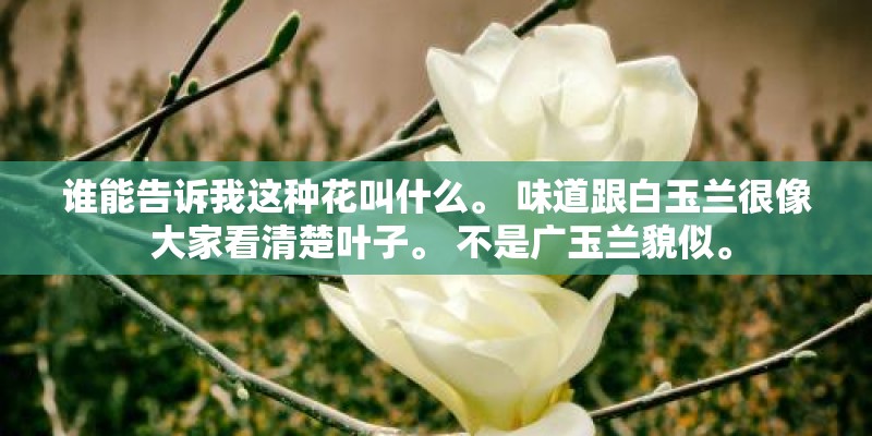 谁能告诉我这种花叫什么。 味道跟白玉兰很像 大家看清楚叶子。 不是广玉兰貌似。