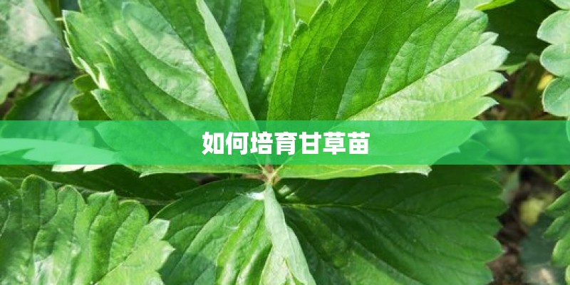 如何培育甘草苗