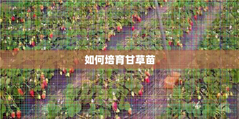 如何培育甘草苗