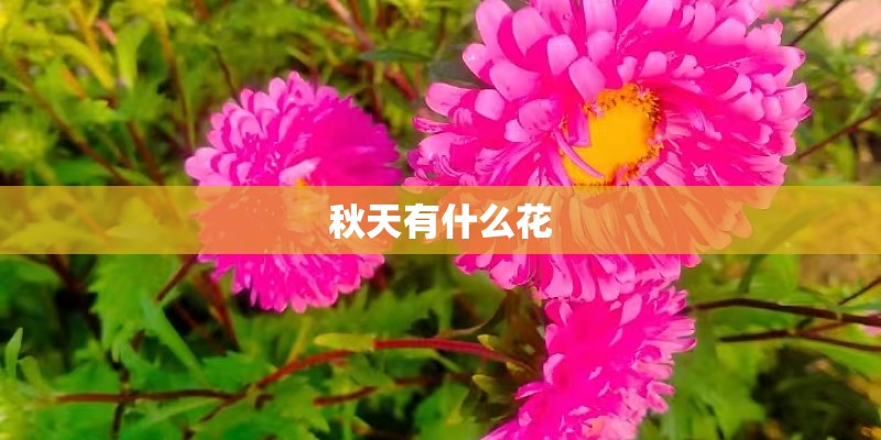 秋天有什么花
