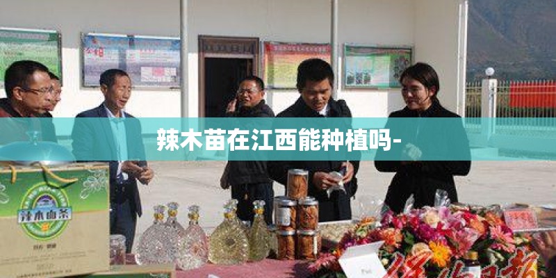 辣木苗在江西能种植吗-