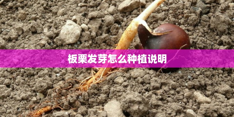 板栗发芽怎么种植说明