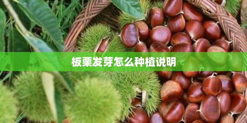 板栗发芽怎么种植说明