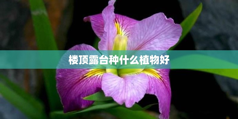 楼顶露台种什么植物好