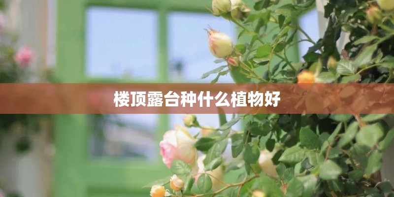 楼顶露台种什么植物好 楼顶露台种什么植物好