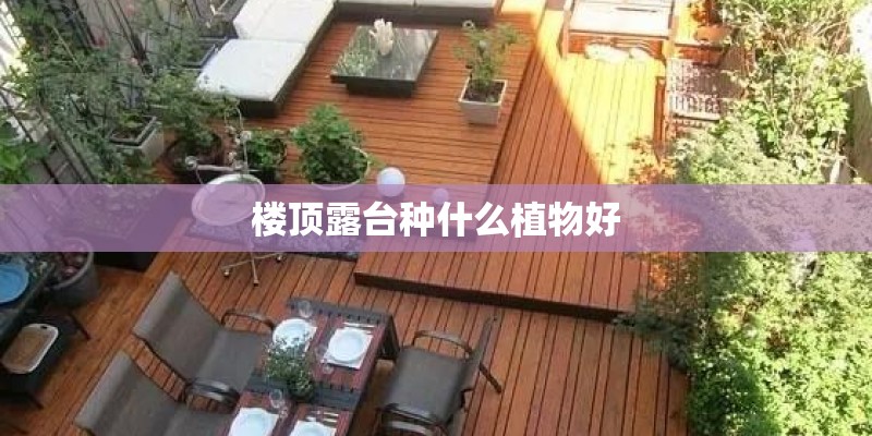 楼顶露台种什么植物好 楼顶露台种什么植物好