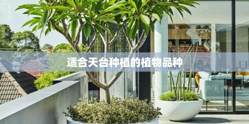 适合天台种植的植物品种