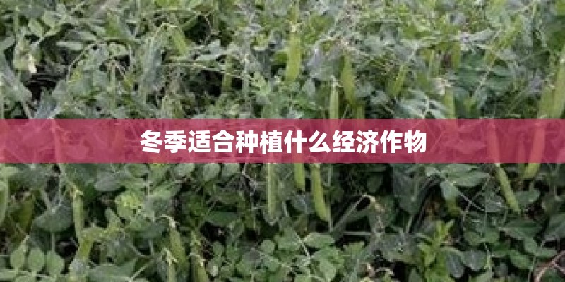 冬季适合种植什么经济作物