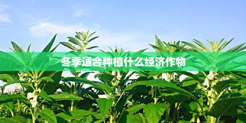 冬季适合种植什么经济作物
