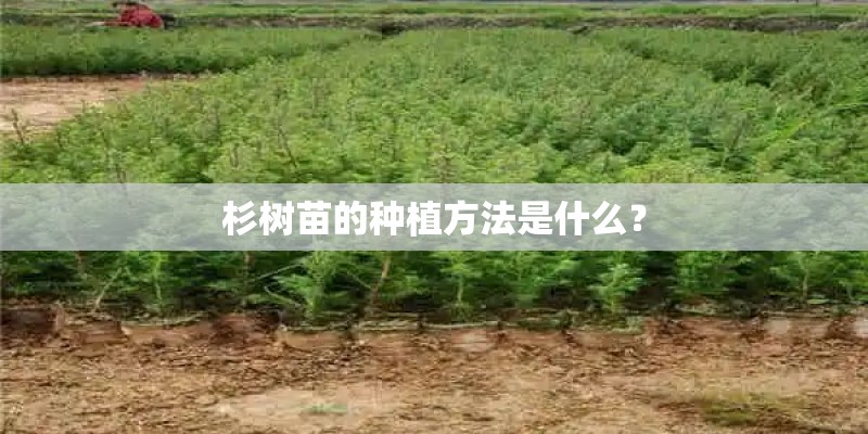 杉树苗的种植方法是什么？