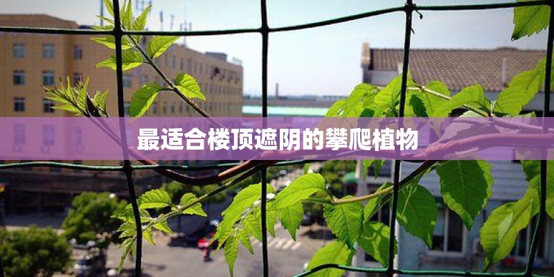 最适合楼顶遮阴的攀爬植物