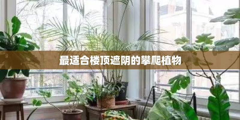 最适合楼顶遮阴的攀爬植物