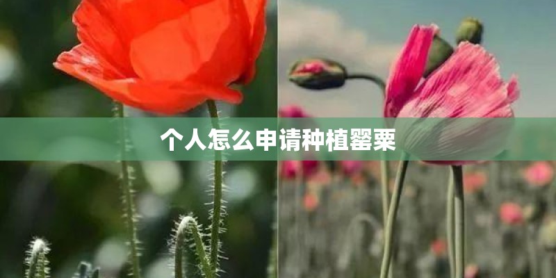 个人怎么申请种植罂粟