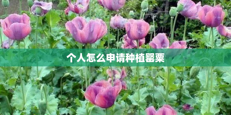 个人怎么申请种植罂粟