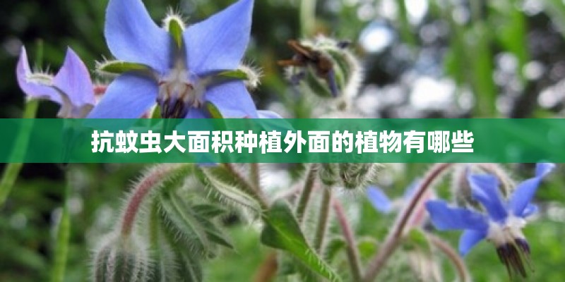 抗蚊虫大面积种植外面的植物有哪些