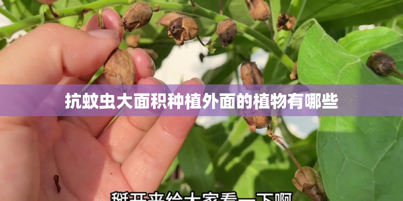 抗蚊虫大面积种植外面的植物有哪些