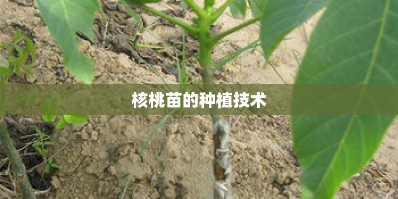 核桃苗的种植技术