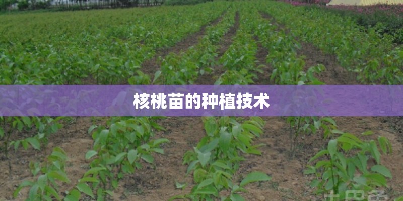 核桃苗的种植技术