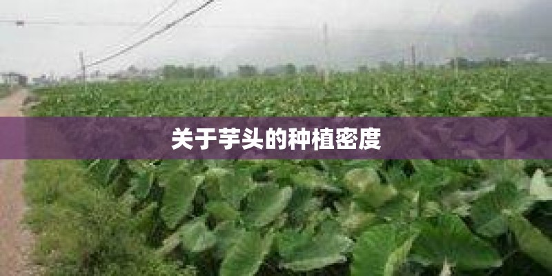关于芋头的种植密度