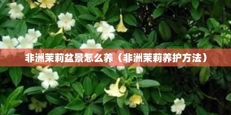 非洲茉莉盆景怎么养（非洲茉莉养护方法）