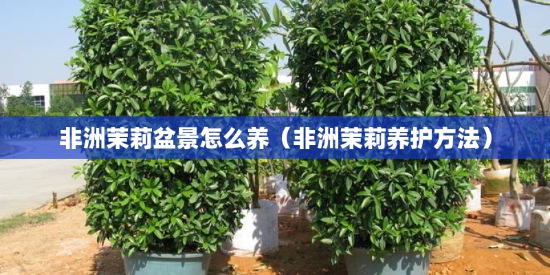 非洲茉莉盆景怎么养（非洲茉莉养护方法）