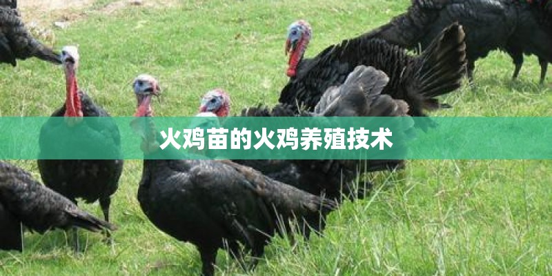 火鸡苗的火鸡养殖技术