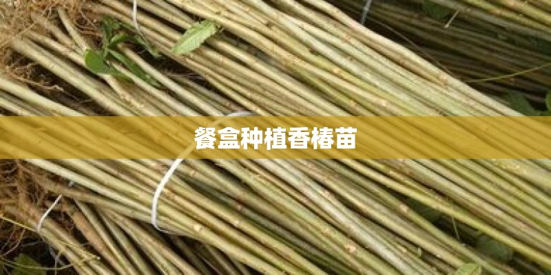 餐盒种植香椿苗
