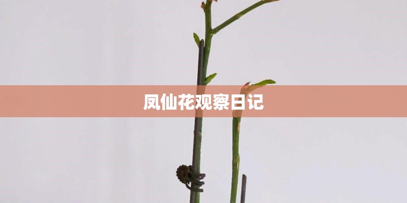 凤仙花观察日记