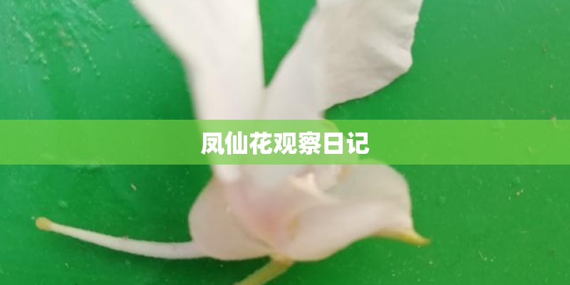 凤仙花观察日记