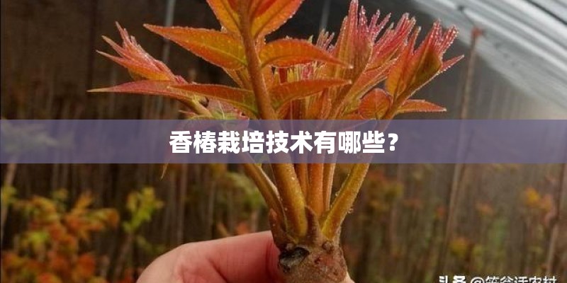 香椿栽培技术有哪些？