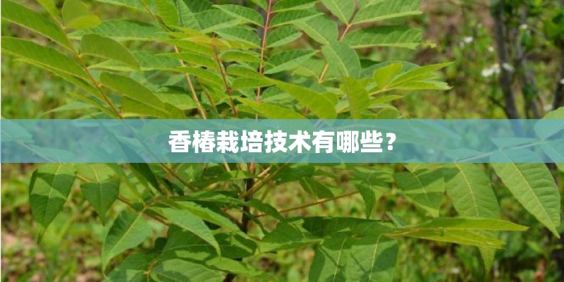 香椿栽培技术有哪些？