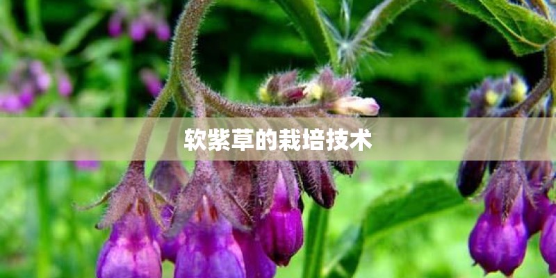 软紫草的栽培技术