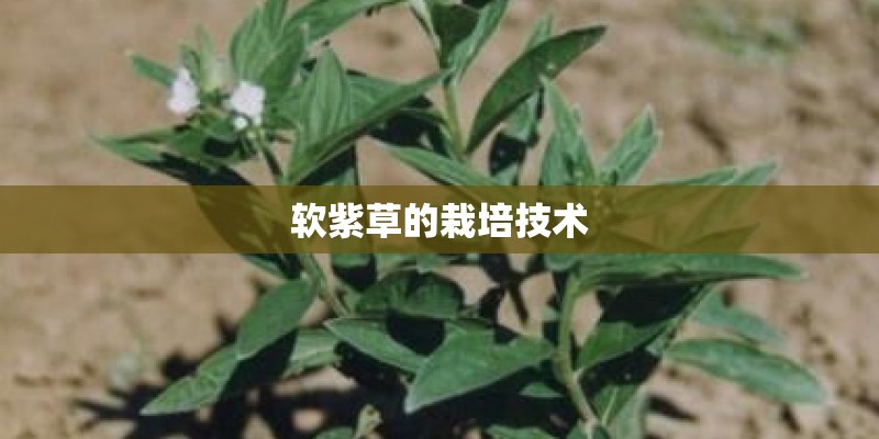 软紫草的栽培技术
