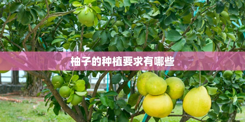 柚子的种植要求有哪些