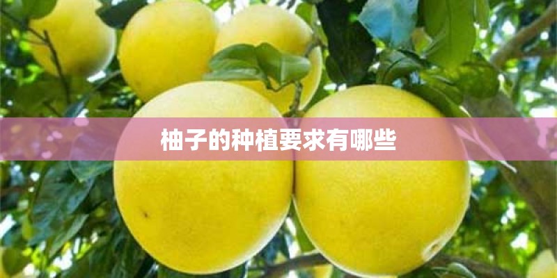 柚子的种植要求有哪些