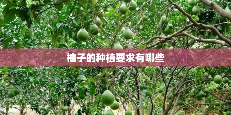 柚子的种植要求有哪些