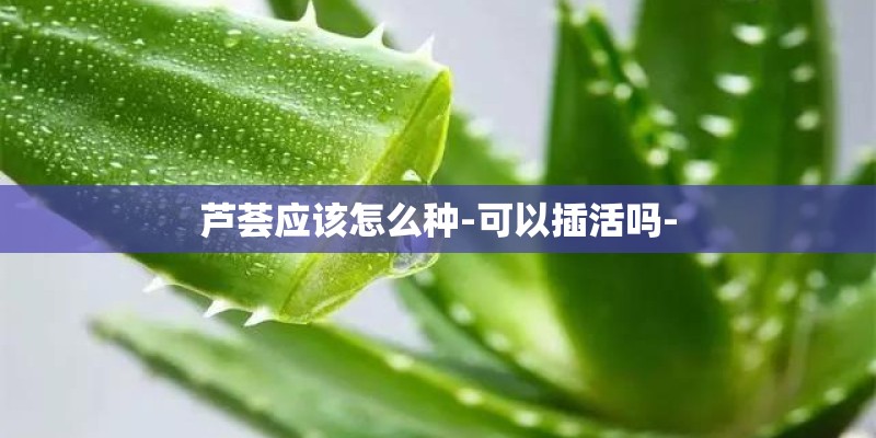 芦荟应该怎么种-可以插活吗-