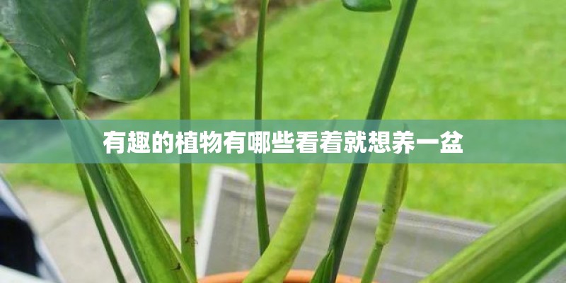 有趣的植物有哪些看着就想养一盆