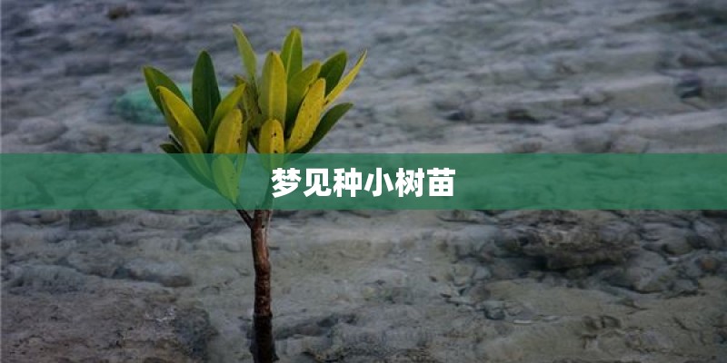 梦见种小树苗