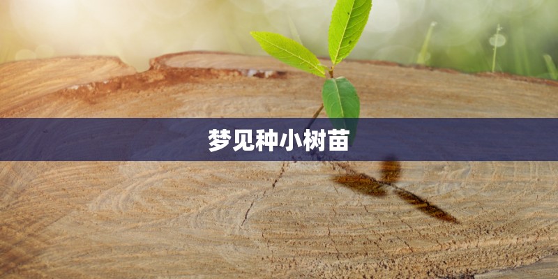 梦见种小树苗