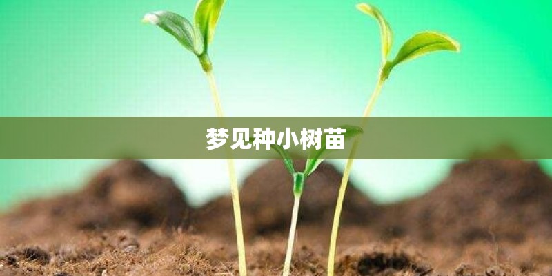梦见种小树苗