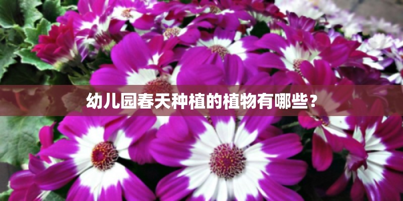 幼儿园春天种植的植物有哪些？
