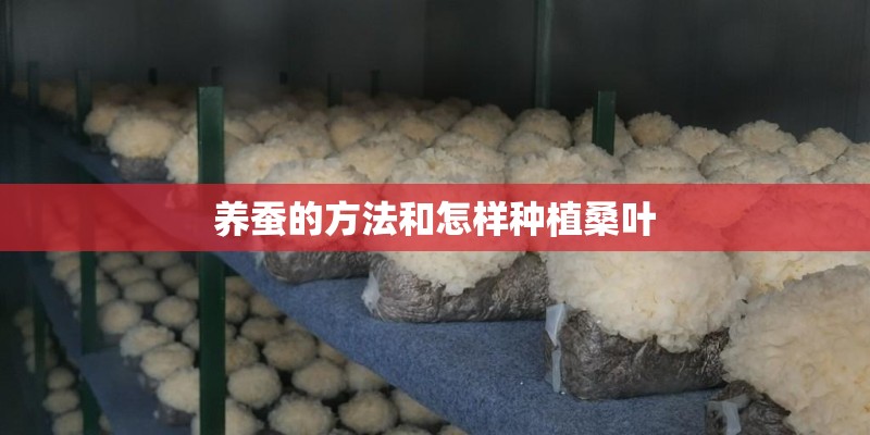 养蚕的方法和怎样种植桑叶