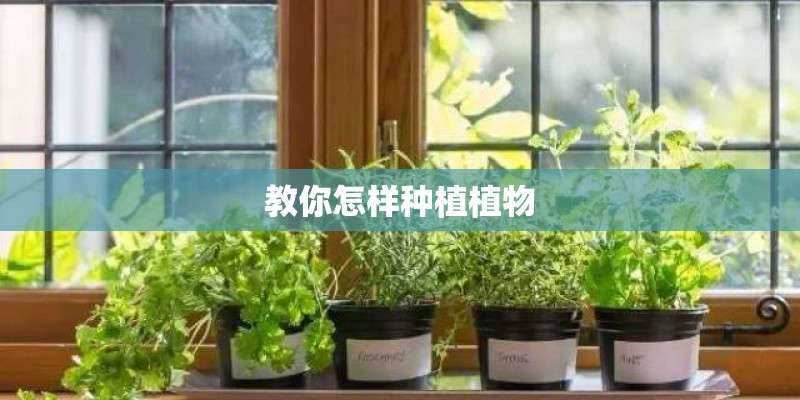 教你怎样种植植物