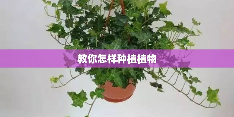 教你怎样种植植物